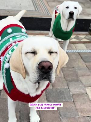 What Labs want for Christmas!! #christmasdogsoftiktok #TikTokSplashDog #dogsofttiktok #CapCut 