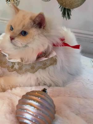 happy Christmas 😻🎄#ragdoll #catsoftiktok #blueeyes #kittensoftiktok #ragdollkittensoftiktok #cats #beautifulcat #christmas #ragdollcat 