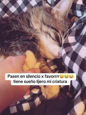 Hay ya me lo despertaron 😄😂😂#dormido #dormilon #gatos #gatosdotiktok #bello #michi #kitty #cat #catlover #tiktokviral #tik_tok #tiktokcats #porfavor #😂😂😂 