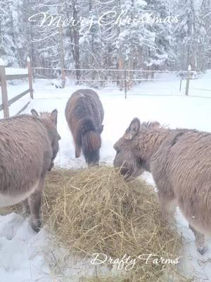 Merry Christmas #makingmemories #draftyfarms #farmlife #BestFriends #littles #barnlife #ourheaven #minidonkey 