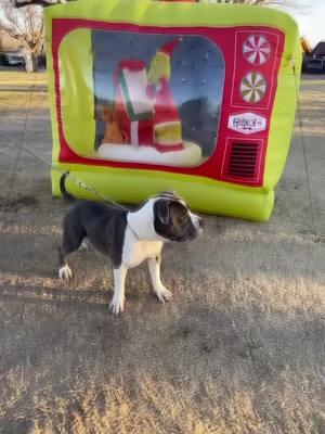 Cuiden a sus lomitos 🥹 #viralvideos #doglover #fyp #virał #americanbully #happydog #mascotas #amorperruno #dogbully #fypageシ #zeus 