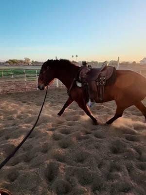 #fyp #foryou #foryoupage #horse #horses #horsesoftiktok #horsetraining #horsetrainer #andalusian #andalusianhorse #muleskinner #camelscreamer 