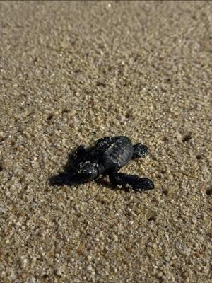 Blessed to have witnessed this 🥹 #loscabos #bajacalifornia #mexico #sanjosedelcabo #melia #paradisusloscabos #seaofcortez #seaturtle #babyseaturtlerelease #bucketlist @Paradisus by Melia 