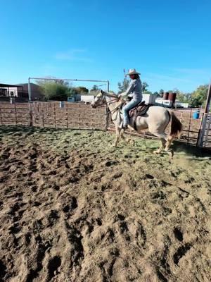 She was worked with on TikTok live this morning but here’s a short clip of you missed it! #fyp #foryoupage #foryou #horse #horses #horsesoftiktok #horsetrainer #horsetraining #muleskinner #andalusian #andalusianhorse #camelscreamer 