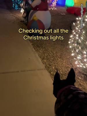 Walking around to find all the pretty christmas lights #christmaslights #nightwalk #holiday #belladog 