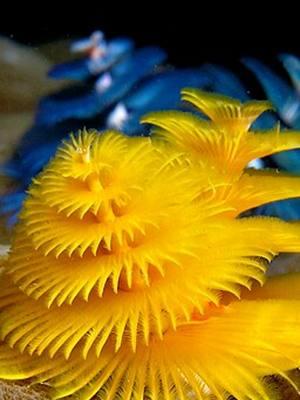 All Things Christmas Tree Worms! Dive into the vibrant world of Christmas Tree Worms (Spirobranchus giganteus) in this holiday-themed marine biology video! Explore how these colorful polychaete worms create tube homes inside coral reefs, use their festive spiral plumes for filter-feeding and respiration, and play a vital role in maintaining healthy ocean ecosystems. Learn about their fascinating life cycle, behavior, and the surprising ways they protect themselves from predators.  #MarineBiology #OceanLife #AnimalFacts #SeaCreatures #FYP #WeirdAnimals #FunFacts #TikTokScience #LearnOnTikTok #christmas #festive #merrychristmas #christmastreeworms #DidYouKnow #Education