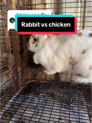 Replying to @𝐀  𝐋  𝐋  𝐘  ꨄ. 🎀 #fy #fyp #farm #farmer #farming #farmstead #homestead #urbanhomestead #homesteading  #rabbitbreeders #rabbitbreeder #rexrabbit #meatrabbit #showrabbit #sustainable #Sustainability #educational #food #meat #butcher #homegrown #prepper #4h #ffa #arba #ag #agtok #ethical #ethicalbreeder #rex #minirex #NewZealand #cda #dargent #senita #silverfox #Netherland #Netherlanddwarf #ND