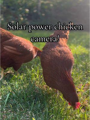 Crossing our fingers we still have 5 chickens in the spring 😅🫣🐔#chickens #chicken #chickentok #camera #solarpower #solarpowercamera 