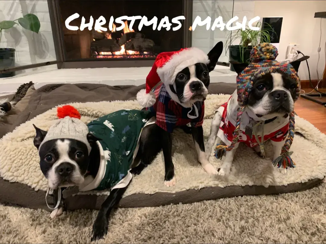 Replying to @willi2430 anything for a treat and a little magic #eddietheboston #bessietheboston #winnietheboston #bostonterrier #btbrigade #bostonterrierbrigade 