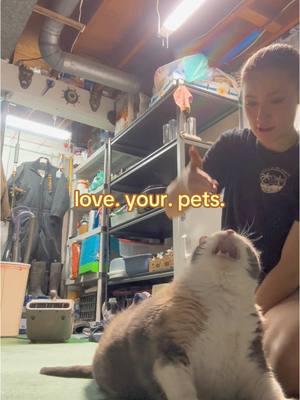 friendly reminder :) #pets #cat #catsoftiktok #fatcat #pets #loveyourpets #catmom #fyp #foryou #fy #foryoupage 