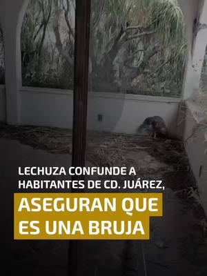 #actividadparanormal #nahual #bruja #terrorsobrenatural #historiasdemiedo #horrortiktok #fypシ゚viral  cuentos de terrro 🍀🍀🍀🍀🍀