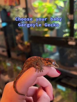 #gargoylegecko #gargoylegeckosoftiktok #gecko #rhacodactylusauriculatus #geckosoftiktok #geckomom #geckobreeder #babygecko #geckotiktok #cutegecko #cute #smallpets #PetsOfTikTok #lizard #lizardsoftiktok #babylizard #reptile #reptilesoftiktok #reptilebreeder #reptilekeeper #reptiletiktok #cutereptiles #reptilehobby #fyp 