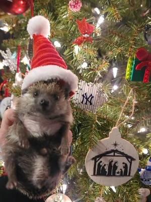 Merry Christmas! ❤️💚 #hedgehogs #hedgehogsoftiktok #hedgehoglife #animalsoftiktok #hedgie #hedgehog #Christmas #merry 