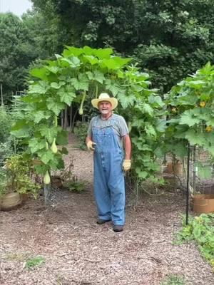 $50 Cattle Panel Trellis will make your Garden work and look like a Million bucks! #garden #gardening #gardentips #homestead #farm  #cattlepanel 