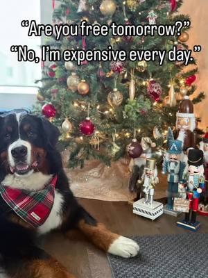 💰💰💰💰💰💰💰🤣🤣🤣 Merry Christmas Eve everyone!!! #funnydogvideos #handsome #mirrormirror #funnydog #gorgeousdog #storytime #trending #bernesemountaindog #fyp #doglife #dogs #cutedogs #bestdogever #ilovedogs #worldofcutepets #dogoftheday #lucky #Love #mansbestfriend #dog_features #dailybarker 