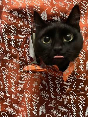 dysfunctional cat photos  #blackcat #blackcatsoftiktok #tortie #tortiesoftiktok #tortoiseshellcat #catmom #catparents #catlover #christmaspictures #christmasphotos #familyphotos #wrappingpaperphotoshoot 