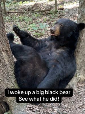 I woke up a big black bear who was sleeping  between two large trees. Listen to him breath and watch what he does. ##foryou##bear##wildlife##sleepingbear##big##animal##wildlife##Love##mountains##forest##country##live##teddybear##furry