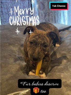 Merry Christmas ❤️❤️🎁 #furbabies #pitbullsoftiktok #pitbull #yakcheese #yakcheesedogchew #yakcheesestick 