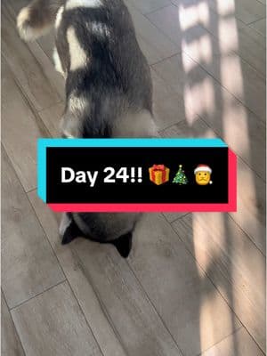 Merry Christmas Eve friends!! 🎄🎅🎁#christmascountdown2024 #dogtreats #advent #huskysoftiktok 