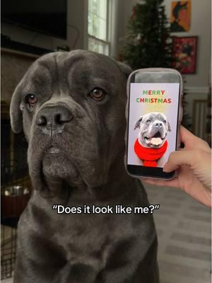 Let’s make Christmas cards with AI🎄🎅🏻pawtist lets you create stunning images of your furry baby @Pawtist  Try it now and create a portrait for your pet too! 🔗 in my bi0 #canecorso #christmascard #fyp #dogtok #petportrait #ad #petart 