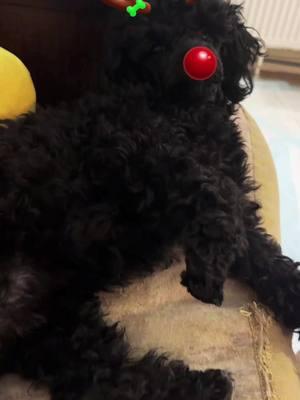 My sweet girl 🐩  #christmas #holidaycountdown #poochon #poochonsoftiktok #poodlemix #poodlemixesoftiktok #dogsoftiktok #PetsOfTikTok #pets 