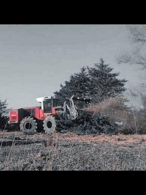 Overgrown Christmas Tree Destruction #mulchermafia #deniscimaf #caterpillar #forestryequipment #fyp #mulcher