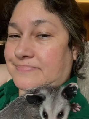 #Gigio#ozzy #anotheryearwithoutyou #memoriesareforever #tlacuache #opossum #opossumsoftiktok #walo #zarigüeya🦣🦣🐅🦥🦡🦡 #wildliferescue #chucha #animalsdeservelovetoo❤ #gigioforever🐭 #opossumsdeservelove💕 @Remembering_Pearl_The_Possum 