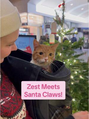 ZESTIE MET SANTA PAWS 🥰💖 #nekocatcafe #catcafe #seattle #seattlewashington #neko #cafecat #orangecat #holidays #santa #bellingham #bellinghamwa 