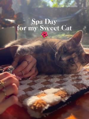 Treats at the end are a must🥰💕 #cattok #spaday #catsoftiktok #sweet #cutecat #grooming #groomingcat #chill #relaxing #winter #MIXJOY #sunshine #tortie #capcut 