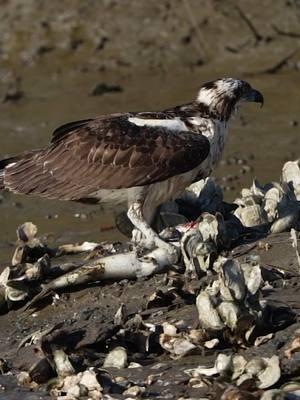 Osprey eating a mullet  .  #osprey #birdsofprey #redfish #mullet #raptor #ospreys #flyfishinglife 