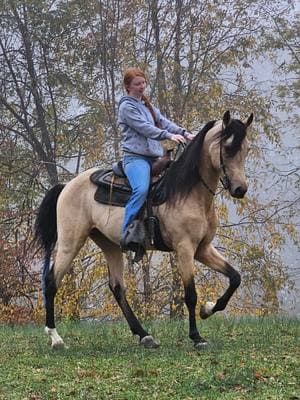 #rackinghorse #gaitedhorses #stallion #horsesoftiktok #stallion #thor #kegshod #@Madison|Equestrian 