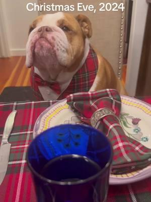 #dogsoftiktok #englishbulldog #doglover #TrueLove #lovestory #christmaseve #christmas #dinner #party #dogparty 