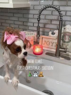 Merry Christmas everyone! 🎄☃️🧸  #lady #cavalierkingcharles #cavalier #cavalierkingcharlesspaniel #puppy #sleppy #puppiesoftiktok #pinterest #pink #fyp #ladythecavalier #puppylove #bath #christmas #Wishlist 