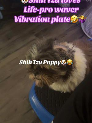 #lifepro #vibrationplate #vibrationalfrequency #getfit #healthy #healing #dogsoftiktok #dog #dogsoftiktok #shihtzu #shihtzupuppy #shihtzulovers @Lifepro #fyp #fypシ hi#blowthisupforme #blowthis 