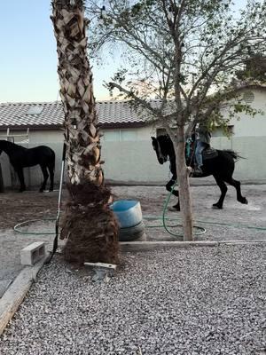 #horse #vegas #caballos #hobby #trending #parati #horses #friesianstallion #dad #mexico #frison #kids 