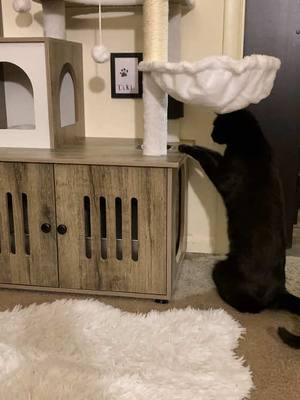 This is an amazing piece of furniture, I really can’t believe how affordable it is on the TikTok shop! #catsoftiktok #cattower #catbox #litterbox #furniture #TikTokShop #deals #foryou #fyp #foru 