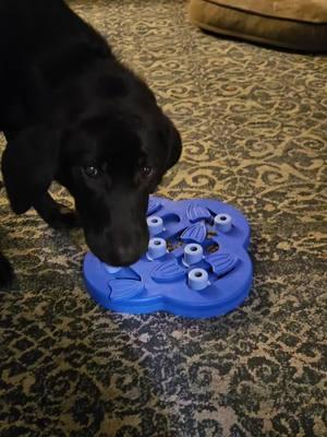 Merry Christmas from our puppies to you! brand new puzzle feeders we just couldn't wait one more day to gift them #dogsoftiktok #merrychristmas #present #enrichmentfordogs #puzzlefeeder 