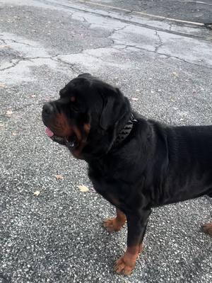 #rottweilersoftiktok #dogwalks #caine