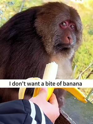 Funny monkey behavior 🤣🤣#foryou #funny #foryoupage #fypシ゚viral #funnyvideo #pet #funnyanimals #monkey 