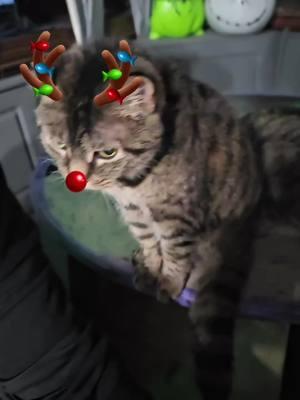 grumpy cat back #grumpycat #cat #catsoftiktok #crazycat #crazycatlady #merrychristmas2024 #catchristmas #sassycat #meeow #whatyoulookingat #christmaslights #lookatme #catdog #fatcat #funnycat #mycatisbroken #mycat #jinglebells 