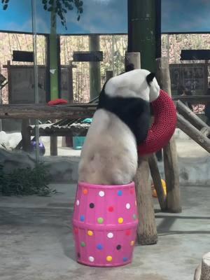 Such an embarrassing moment~ Pretend that I'm the little mermaid! Credit to 1032793057 on Douyin #wonderfulChina #amazingChina #panda #play #fun #embarrasing #littlemermaid