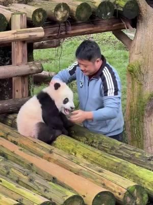 DreamJobPanda#foryoupage#giantpanda #tiktokanimal#DreamJobPanda#fyp#foryou#viral#funny#comedy#panda