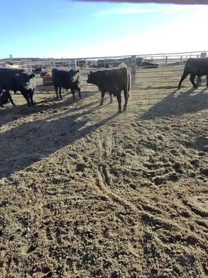 At least he’s walking in straight lines today 🤷🏼‍♀️ #brainer #feedlot #fyp #cattle 