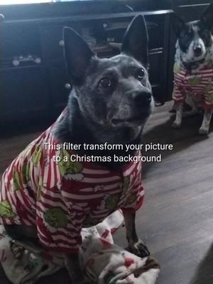 #CapCut what happened to the second dog 🐶😂#blueheelersoftiktok #cattledog #herdingdog #blueheeler #cattledogsoftiktok #merrychristmas #dogjammies #grinch 