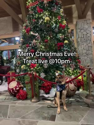 Merry Christmas Eve everyone! We will be like @10pm tonight. It’ll be a short one so let’s make it count! #tiktoklive #livehighlights #dogcontentcreator #dogtok #merrychristmas #christmaseve #live