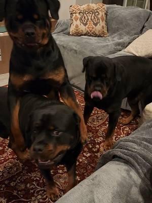 The 5 Rs said it's almost that time 🐶🐶🐶🐶🐶 #Christmas #5Rs #pets #foryoupage #fyp #Rottweilers #pets #family #Love #ChristmasEve #Santa #influencer #DC #GA #CA