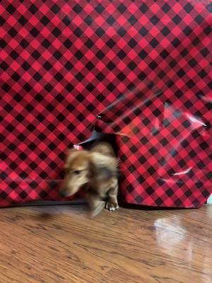 Wrapping paper doggie Christmas photo fails.  #christmas #christmasvacation #fail #photobomb #dachshund #maybenexttime #wrappinggifts #trending 