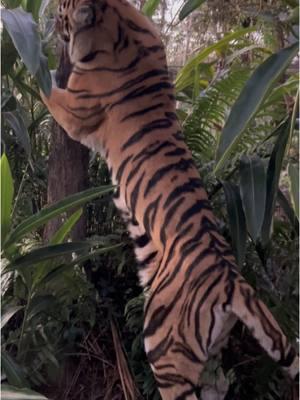 Sabeena is our female standard bengal tiger. If you compare him to our other Tiger, Subali, you’ll notice that she is slimmer and smaller in stature-this is because Bengal tigers live in India, unlike the Siberian that may live in cold weather-the siberians need more insulation! Her gorgeous coat enables her to blend in with the foliage so she can ambush hunt 🐾 ##NOTpets##wildlifesanctuary##BigCatSanctuary##zoonaplesfl##bigcatkeeper##EndangeredSpecies