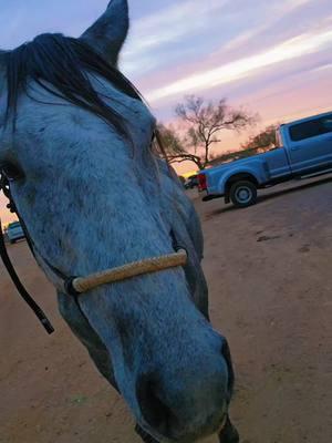 If The Grinch Was A Horse...JC hands down has the part..Mr Grumpy Pants Today... #merrychristmas  #cowgirlsandoutlaws #fyp #fypシ #fypシ゚viral #horse #horsesoftiktok #horsegirl #cowgirl #girlswhorope #Grinch  #arizona #xyzbca #alltheprettyhorses 