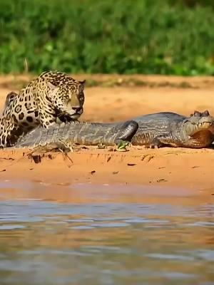 #part9 #Images of incredibly ferocious fights between animals of the same species, often with fatal consequences#tiktok 